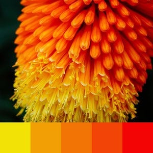 A color palette created from a close up image of an orange and yellow flower