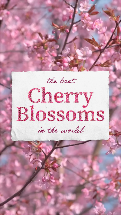 "The best cherry blossoms in the world" video template