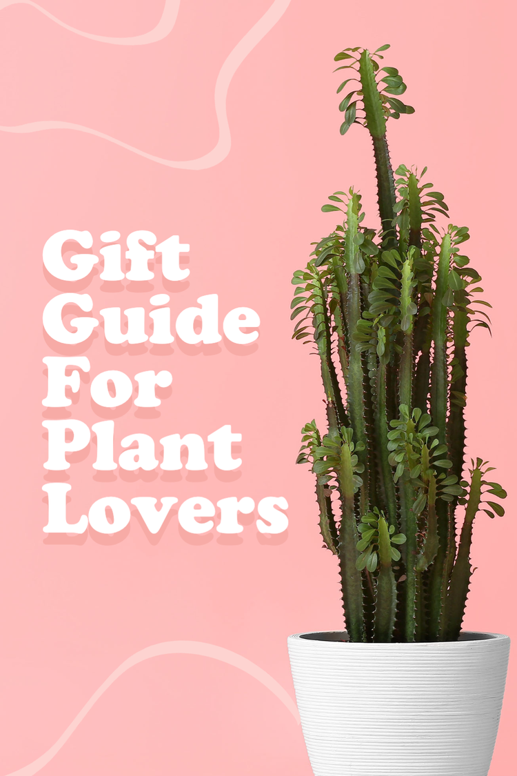 "Gift Guide For Plant Lovers" Pinterest pin with a tall green plant in a white pot against a pink background