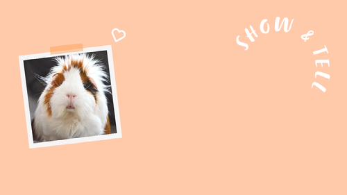 Zoom background titled "Show & Tell" with a picture of a white and orange guinea pig