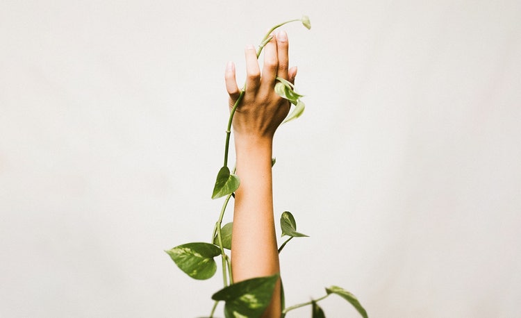 A hand holding a plant Description automatically generated with medium confidence