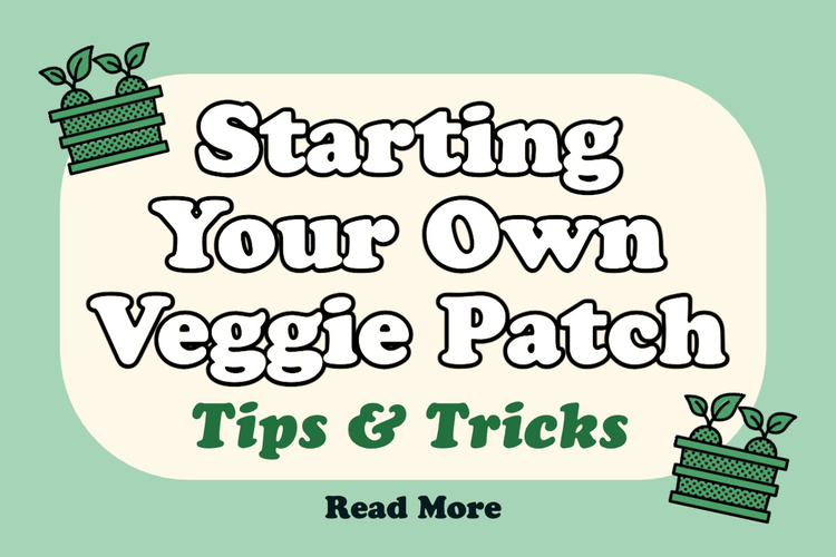 "Starting Your Own Veggie Patch Tips & Tricks" blog post header against an off-white and green background