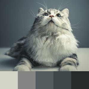 A color palette created from an image of a white and grey cat against a grey background