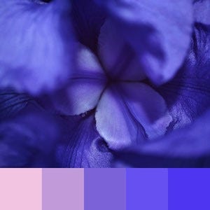 A color palette created from a close up image of purple flowers