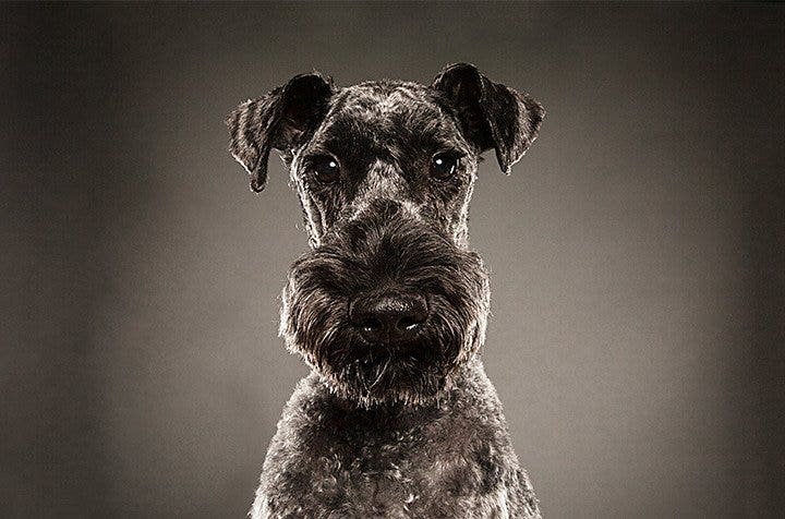Black and white pet portrait of a well-groomed dog