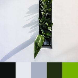 A color palette created from an image of a green plant peaking through a hole in a white wall, casting a grey shadow