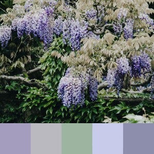 A color palette created from an image of a lavender plant with green leaves