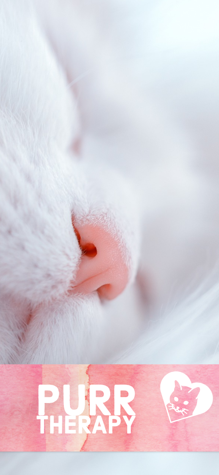 "Purr therapy" Snapchat Geofiler with a close up of a white cat with a light-pink nose and a graphic of a cat surrounded by a heart