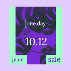 Purple and green image