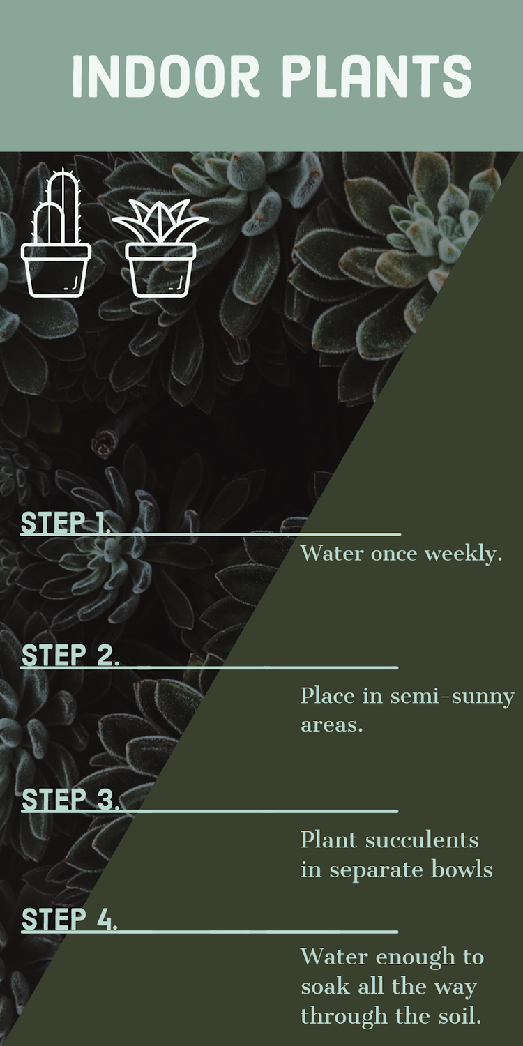 Adobe Spark infographic template about caring for indoor plants