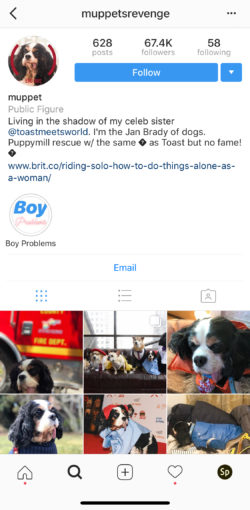 What Instagram's Famous Dogs Can Teach You About Social Media (and Life)