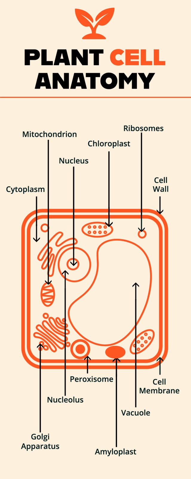 An infographic demonstrating plant cell anatomy by using a graphic of a plant cell and arrows pointing out the various parts
