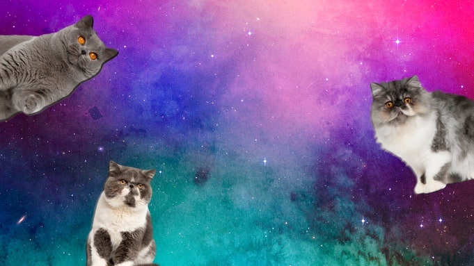 Zoom background of 3 cats floating against a galaxy background