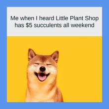 Meme featuring a happy dog and a caption about a sale on succulents at the plant shop.