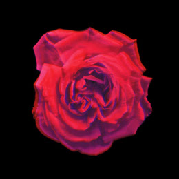Black and Red Abstract Rose Art Instagram Post Glitch Art