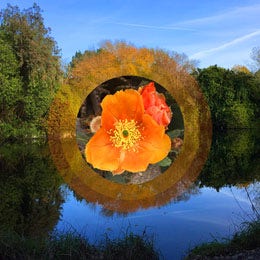 Light Toned Flower Composite in Landscape, Instagram Post Spark Style Maker: @YoungMer