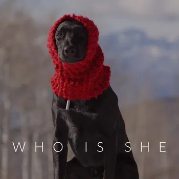 Dog in Hat Instagram Square Meme COVID-19
