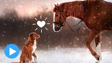 Actions rapides centralisées, Image, Image