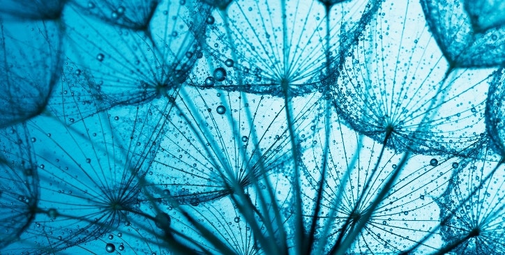 Pissenlit de couleur bleu