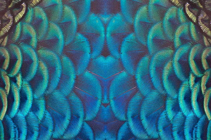 Photo de plumage de paon