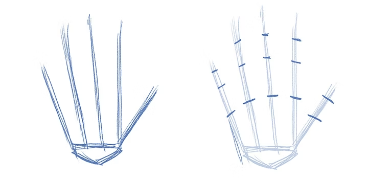 Croquis du squelette d'une main humaine
