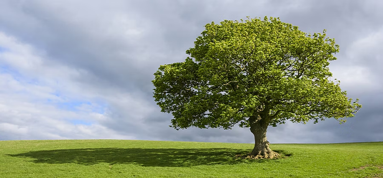 Photo d’un arbre