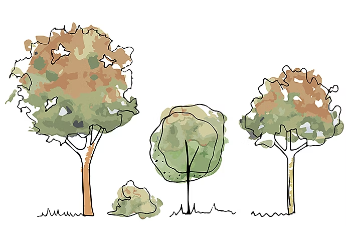 Croquis de plusieurs arbres côte à côte