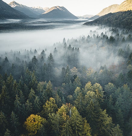 Cliché d'un paysage forestier et montagneux