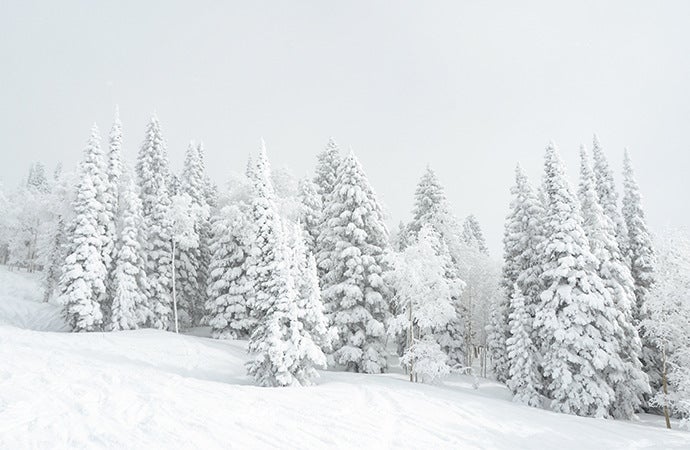 Photo nature capturant des arbres enneigés