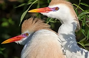 Close-up photo of two birds