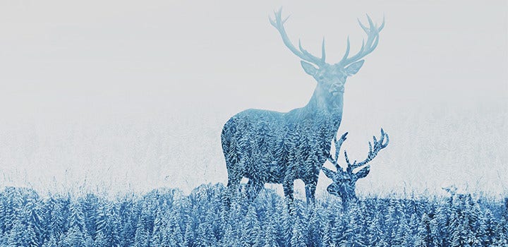 Photo de deux silhouettes de daims avec la forêt en incrustation