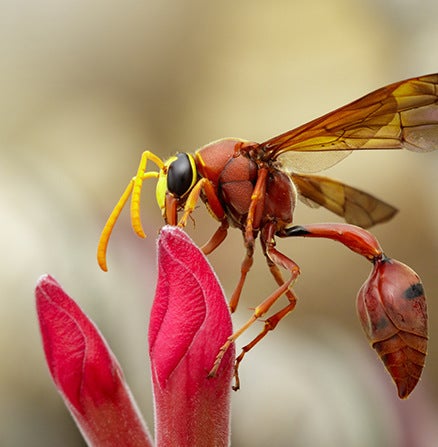 Macrophotographie d’une guêpe sur une fleur