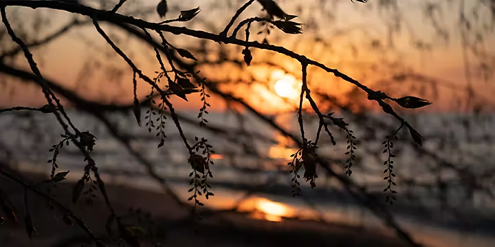 Branche d’arbre se détachant sur un coucher de soleil flouté à l’arrière-plan