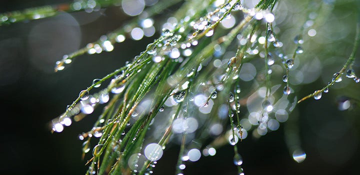 Gros plan sur une branche d’arbre couverte de gouttes d’eau, avec un effet bokeh en arrière-plan