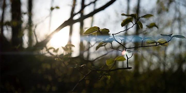 Branche d’arbre, sous la lumière aveuglante du soleil à travers la forêt à l’arrière-plan