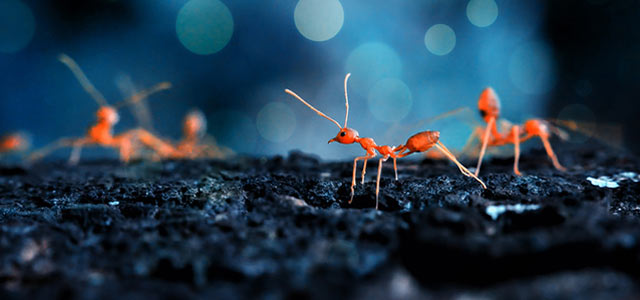 Macrophotographie de fourmis rouges en quête de nourriture