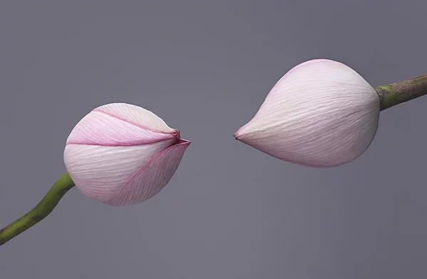 Deux tulipes dirigées l’une en face de l’autre