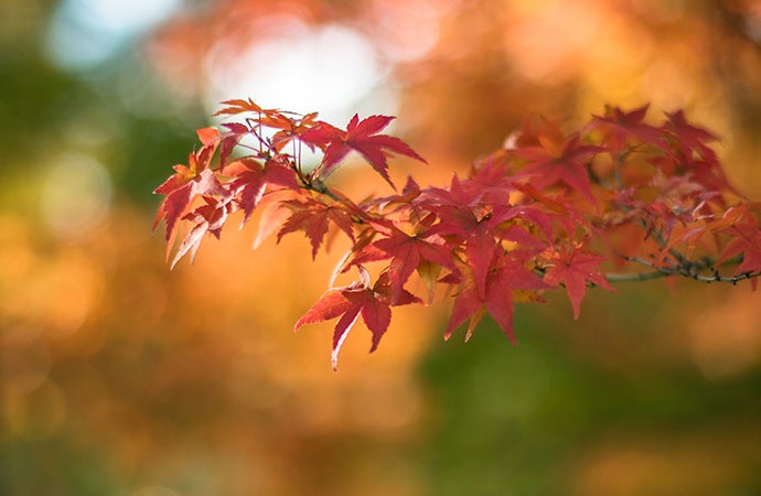 Branche d’un arbre avec un effet bokeh en arrière-plan