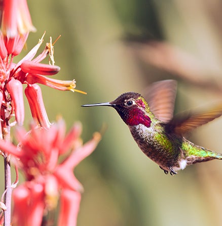 Macrophotographie d’un colibri sur une fleur rouge
