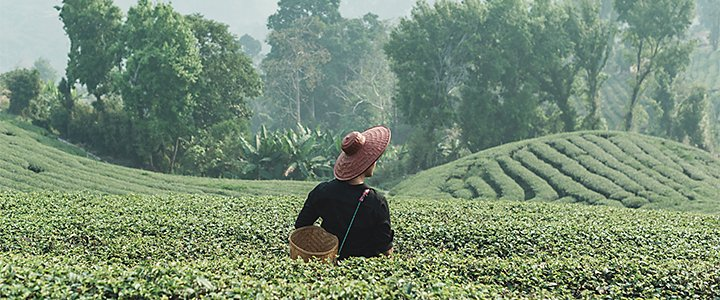 Plan large d’une personne portant un panier dans un champ luxuriant