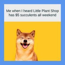 Mème représentant un chien heureux et une légende sur une vente de succulentes au magasin de plantes.