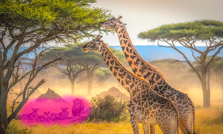 Girafes dans la savane, avec des lions surlignés en arrière-plan à supprimer de la scène