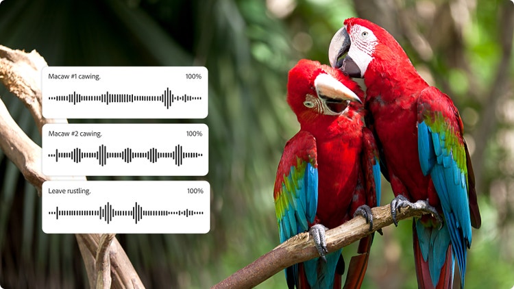 Deux perroquets sur une branche avec, en incrustation, plusieurs formes d’onde, pour montrer comment associer des bruits d’animaux et des fond sonores dans Firefly