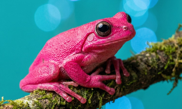 Egy élénk magenta színű levelibéka ül egy mohával borított ágon, türkizkék háttér előtt.