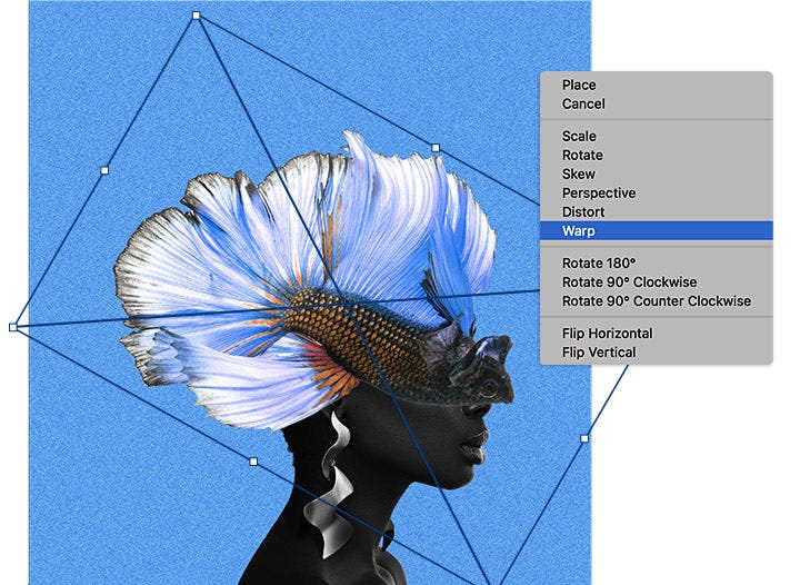 Sziámi harcoshal átalakítási vezérlőkkel szerkesztett fényképe a Photoshopban.