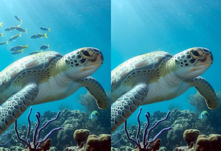 Gambar yang menampilkan Penghilang Generatif Firefly sedang menghapus sekumpulan ikan dari latar belakang gambar penyu yang sedang berenang.