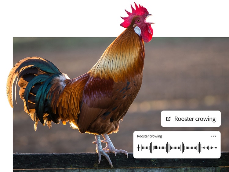 Ayam jantan dengan paruh terbuka dan overlay gelombang audio serta prompt efek suara "Ayam jantan berkokok."