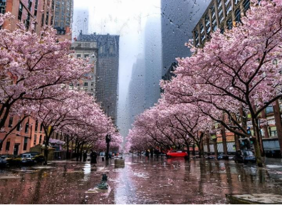 Midtown Manhattan with cherry blossoms on a rainy day.