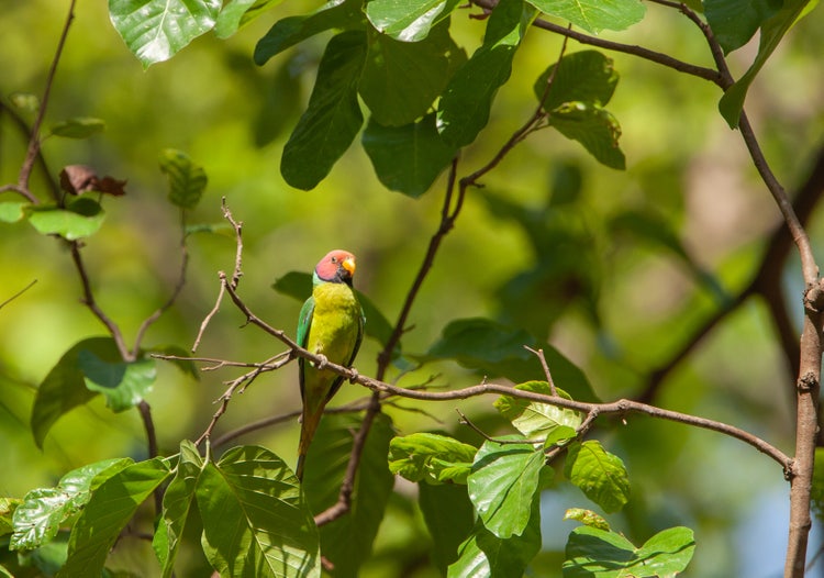 A male plum-headed parakeet perched on a branch in Corbett National Park, India, with vibrant green feathers and a distinctive purplish-red head.