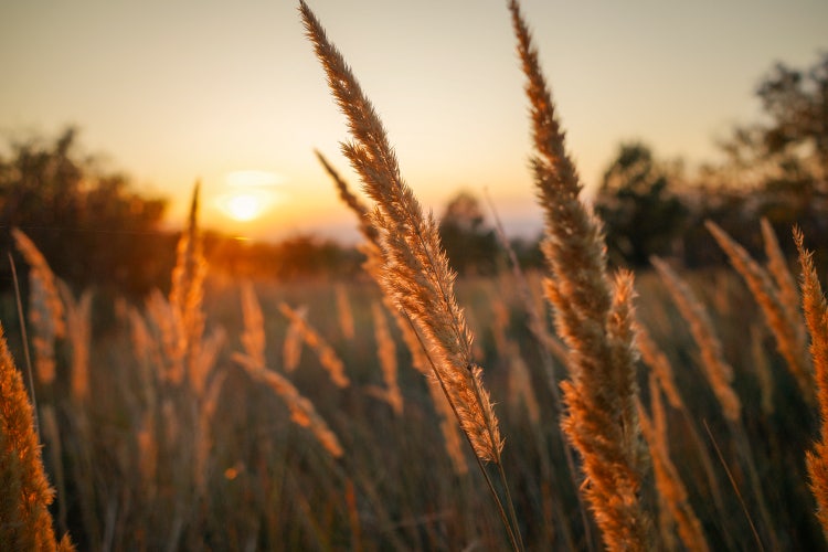Golden grass glowing in warm sunlight with soft-focus bokeh effect in the background, evoking a peaceful, rural landscape at golden hour.